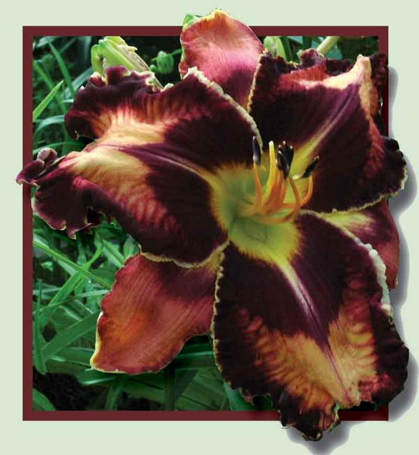 Masked-Maurader-pop